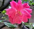 Country Dream rose photo