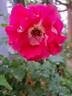 Bordure Vive ® rose photo