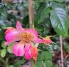 Happy Chappy rose photo
