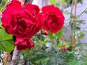 Mainaufeuer ® rose photo