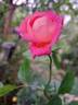 Folle Courtisane rose photo