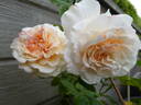 Miss Fine rose photo