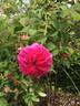 Duc de Cambridge rose photo
