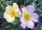 Peach Lemonade ™ rose photo