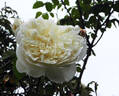 Sombreuil rose photo