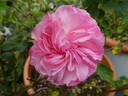 Mariatheresia rose photo