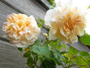 Miss Fine rose photo