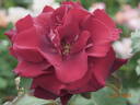 Claret rose photo