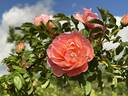 J 5 rose photo