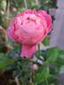 Folle Courtisane rose photo