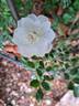 Diamant rose photo