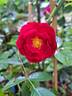 Mainaufeuer ® rose photo