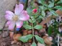 Rosanatura Rosea rose photo