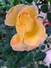 Henryane de Chaponay rose photo