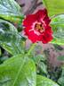 Rambling Rosie rose photo