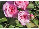 Doreen’s Centennial rose photo
