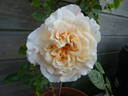 Miss Fine rose photo