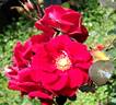 Orange Flare rose photo