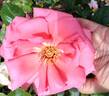 Rosanna ® rose photo