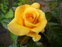 Golden Smiles rose photo