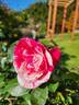 Werribee Park rose photo
