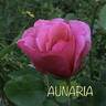 Aunaria rose photo