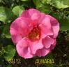 Aunaria rose photo