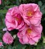 Aunaria rose photo