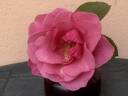 Aunaria rose photo