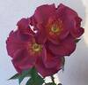 Eros rose photo