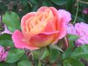 Carola rose photo