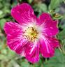 Candy Cane rose photo