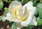Silver Cream rose photo