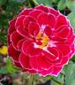 Nickelodeon rose photo