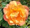 Ruth Tiffany rose photo