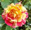 All American Magic ™ rose photo