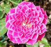 Marriotta rose photo