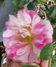 Flamingo Dancer rose photo