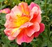Spanish Enchantress ™ rose photo
