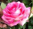 Foolish Pleasure ™ rose photo