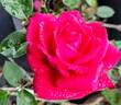My Best Friend rose photo
