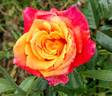 Bronze Sunset rose photo