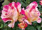 Cabana ™ rose photo