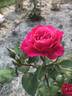 American Legacy rose photo