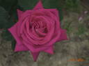 Acapella ® rose photo