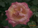 Cristoforo Colombo rose photo