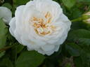Tranquillity rose photo