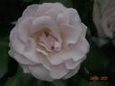 Johann Strauss rose photo