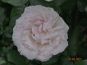 Johann Strauss rose photo