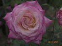 Kraljica Marija rose photo